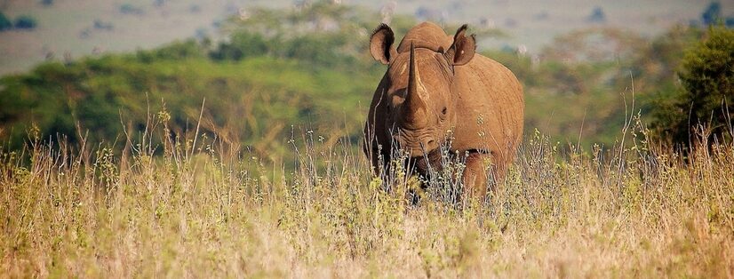 A black rhinoceros stands on the grassy plain of Nairobi National Park