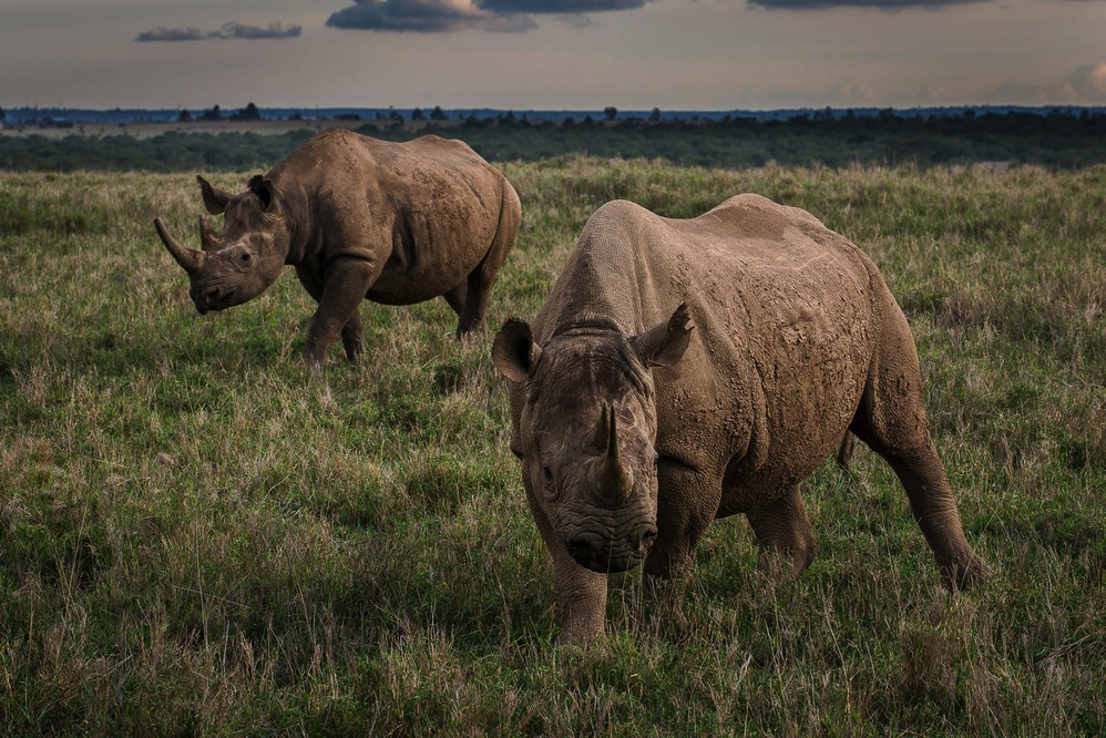 Two grazing Kenyan rhinos