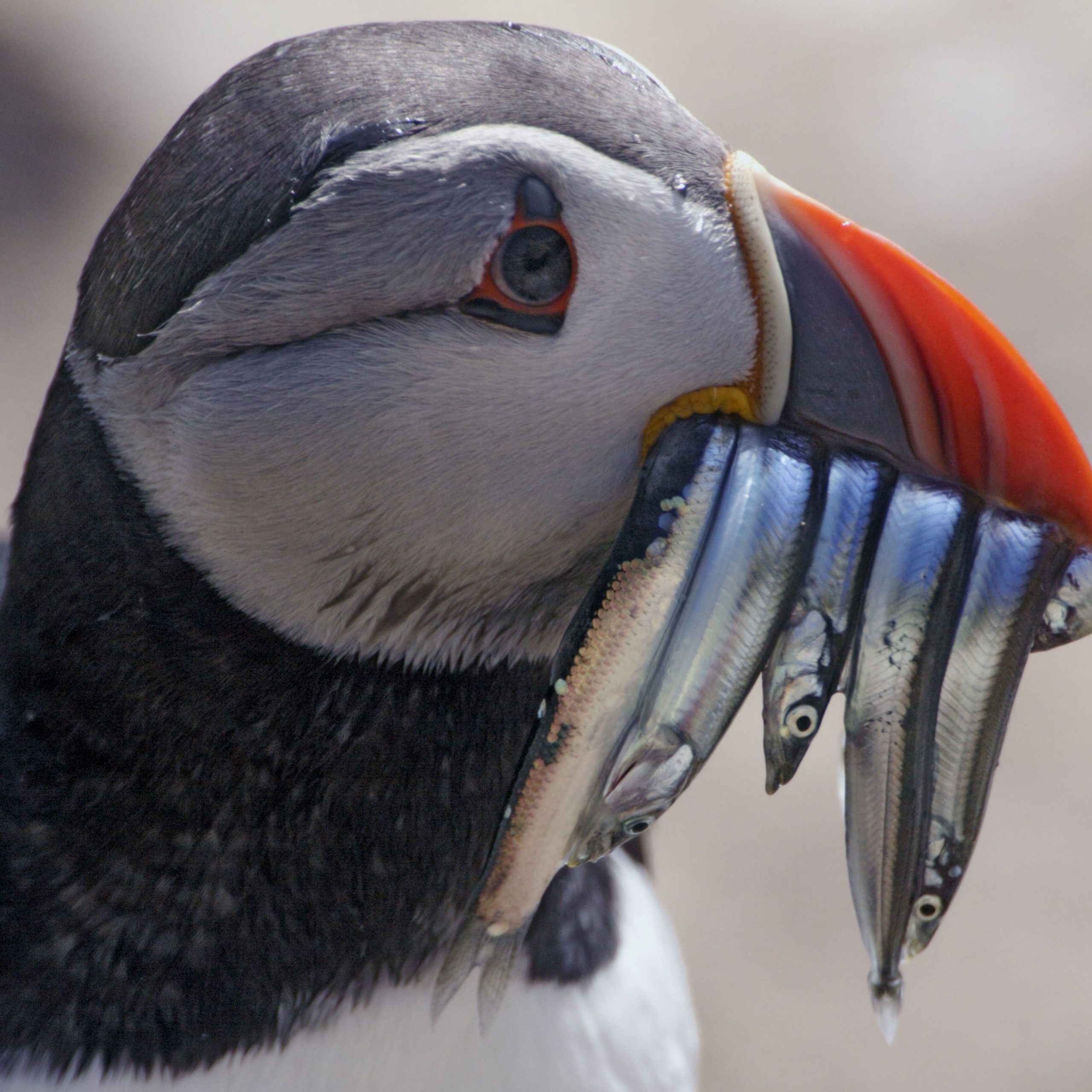 Close-up of an Atlantic puffin with a beak full of small fish 