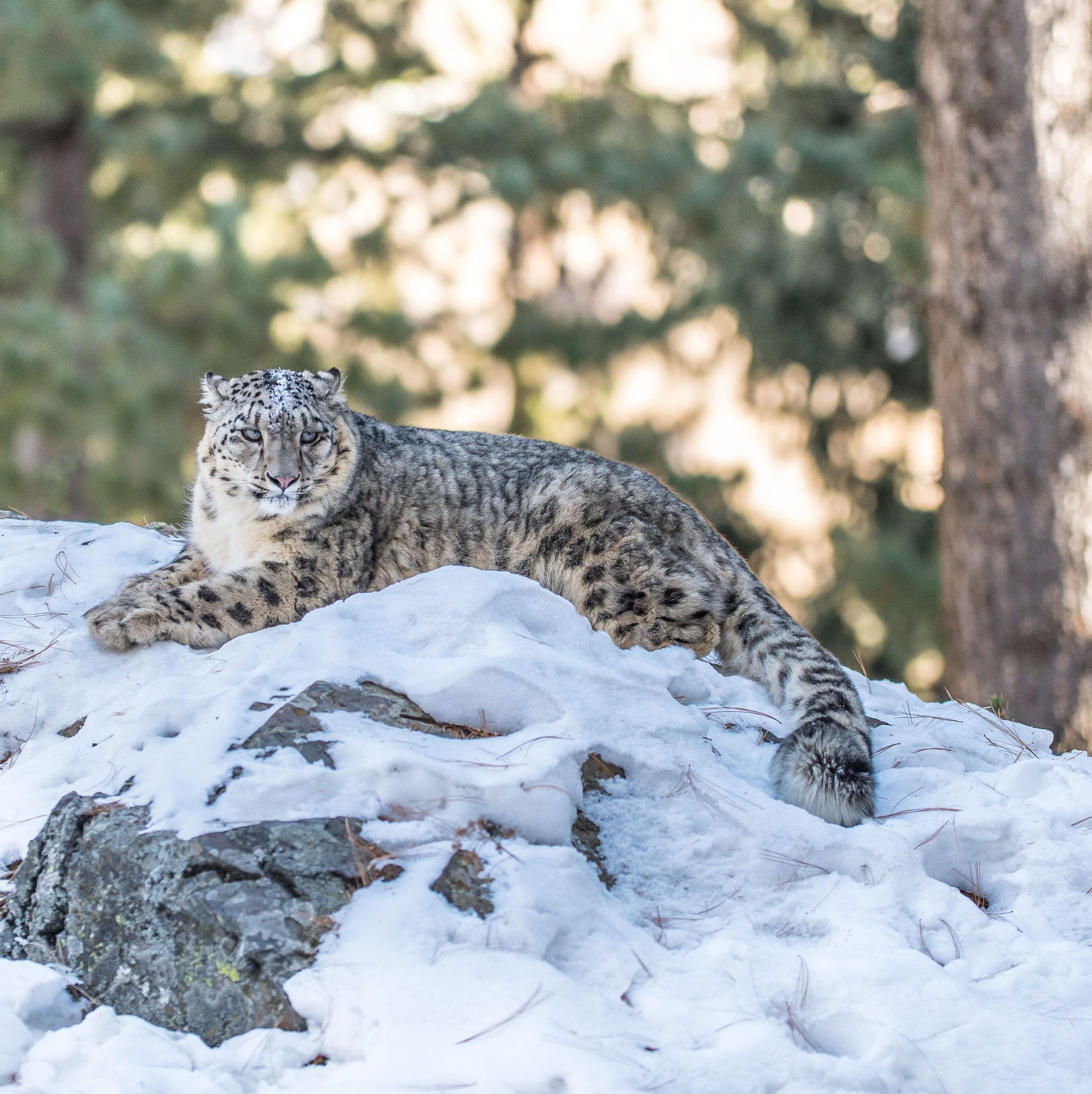 A snow leopard blends into its frosty habitat