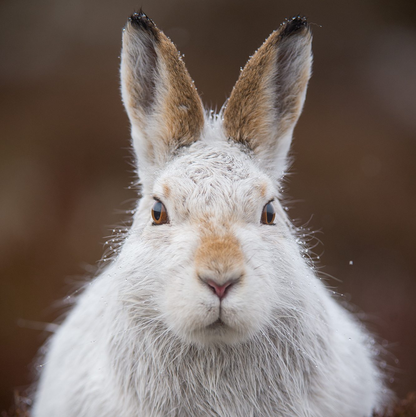 A mountain hare in its winter coat, which helps it blend into the snowy landscape