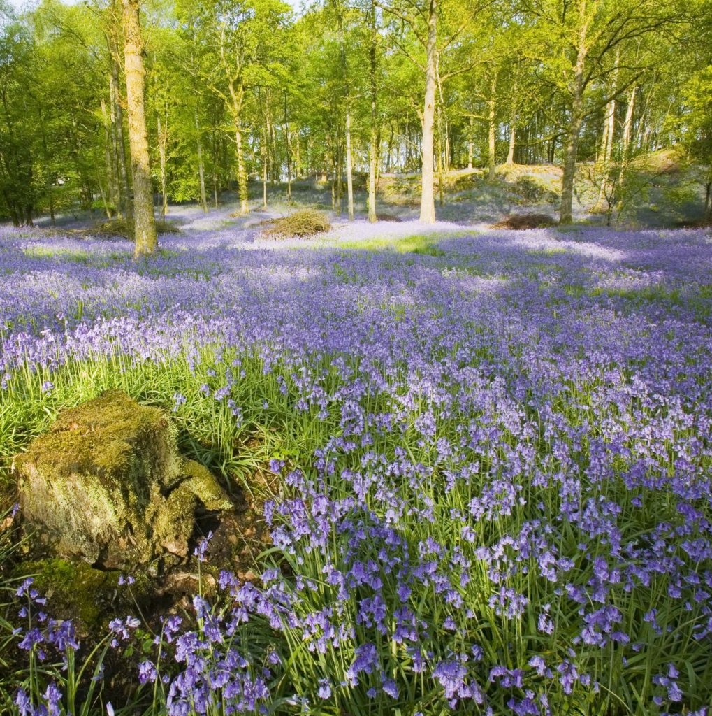 A carpet of bluebells in a leafy wood