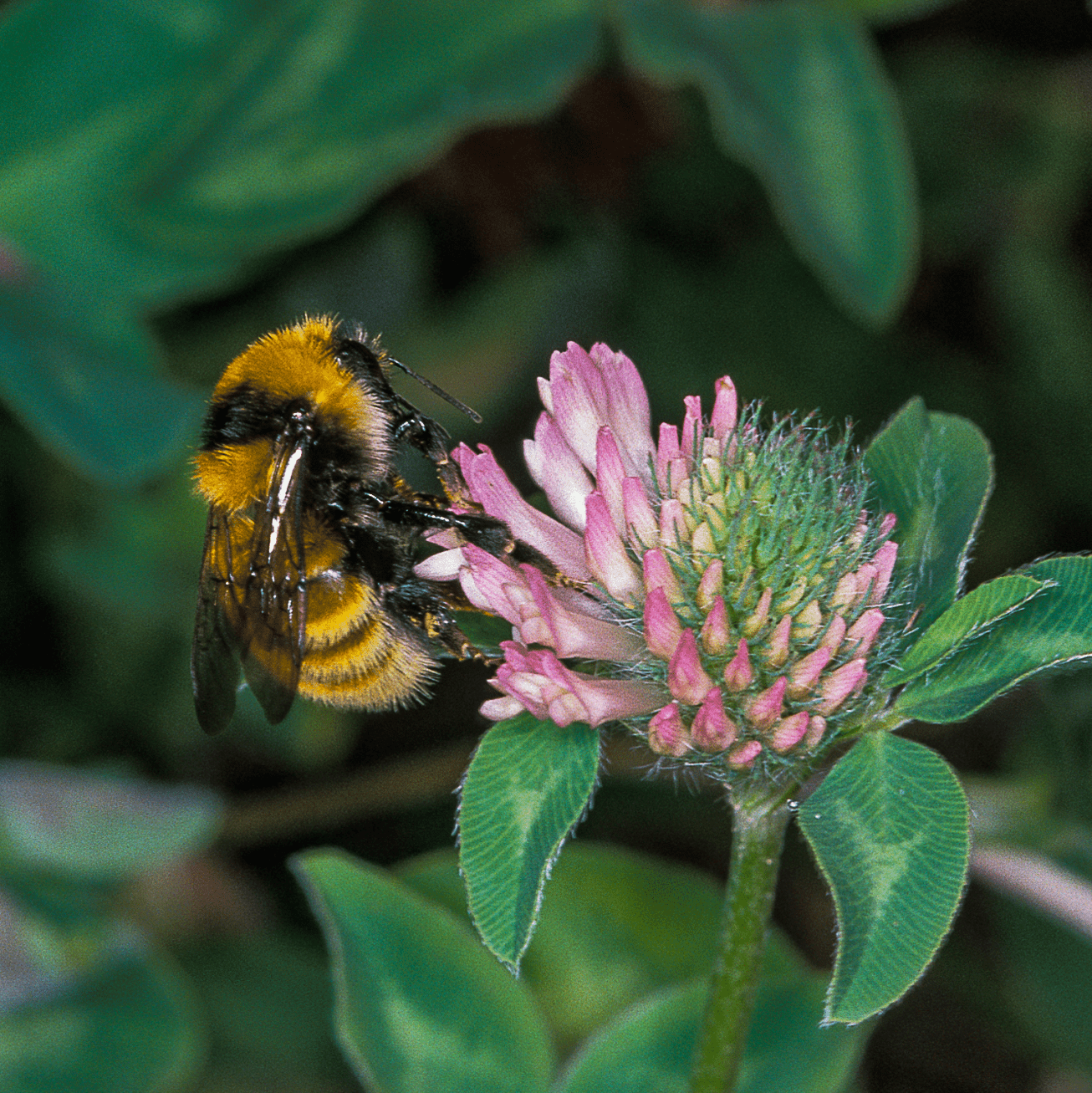 A bumblebee collects pollen from a pale pink flower