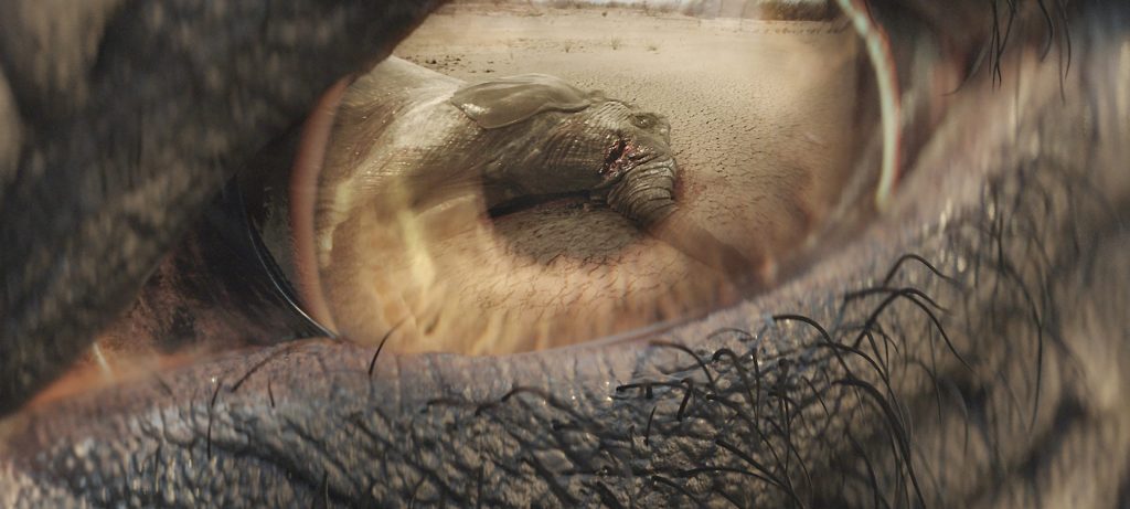 Close-up of the eye of an elephant, showing a reflection of an elephant that's been killed for its tusks