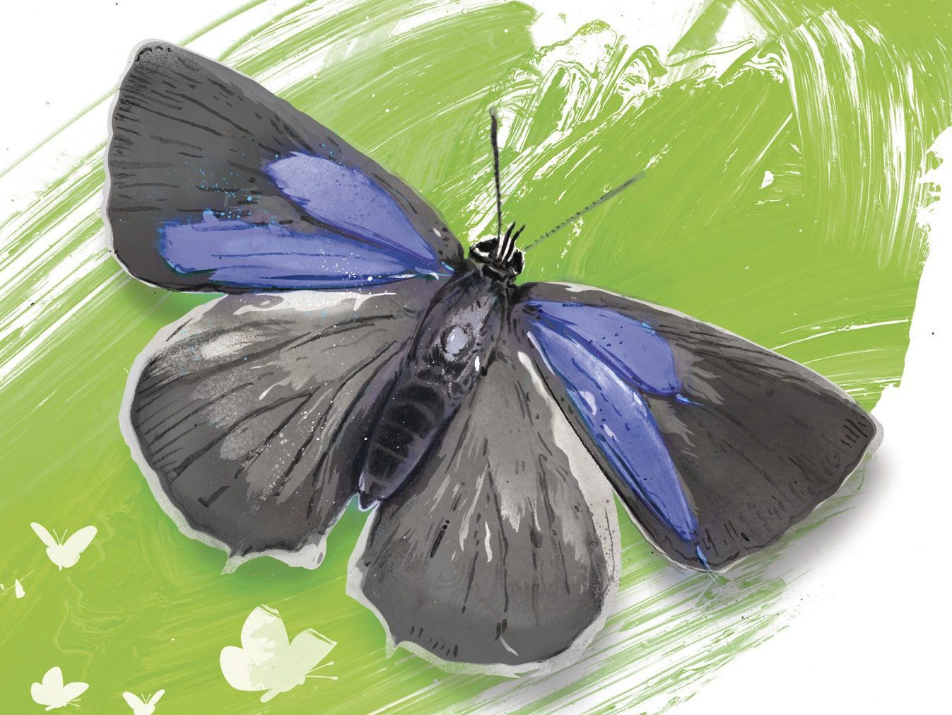Illustration of a hairstreak butterfly on a green background