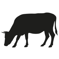 Illustration of cow