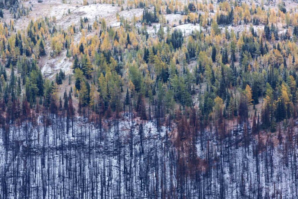 Aerial shot of an Arctic forest following a wildfire