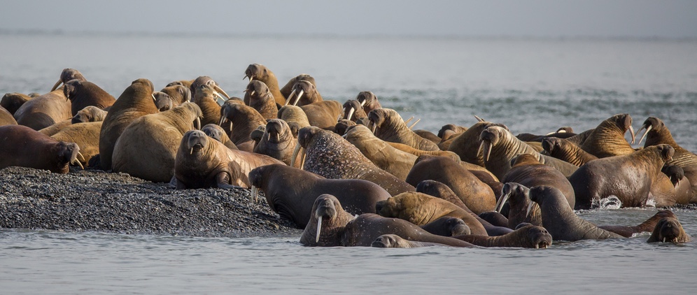 Laptev walruses gather on a beach