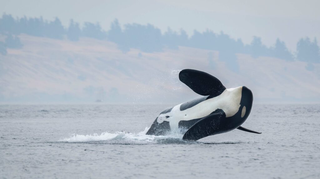 An orca leaps above the surface of the water