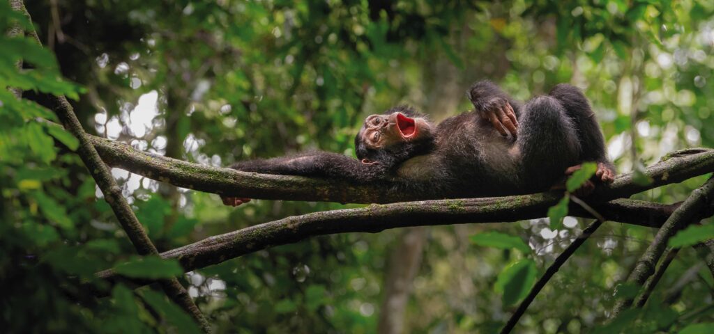 A chimpanzee rests in a tree