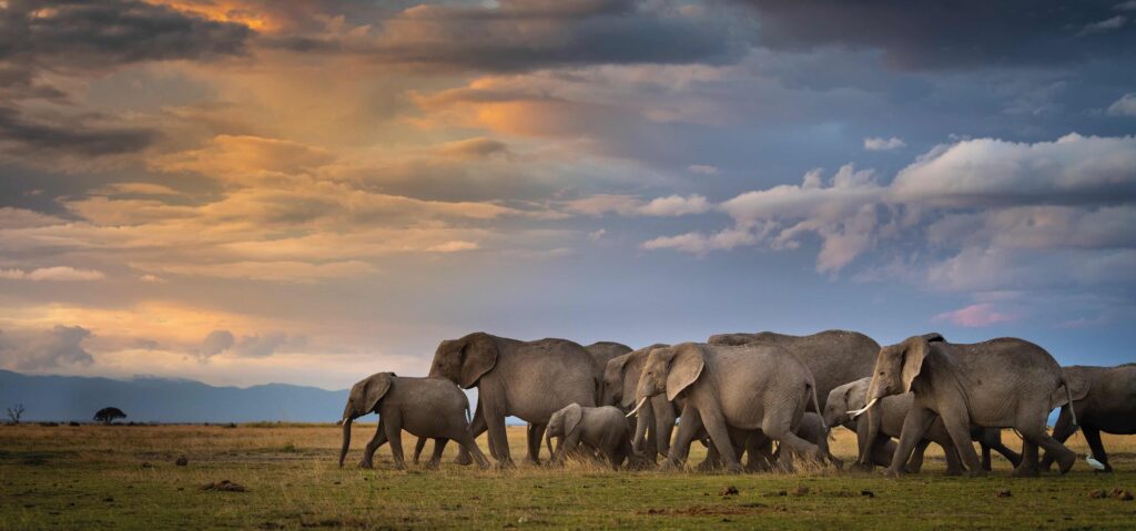 A family group of elephants walk across grassland
