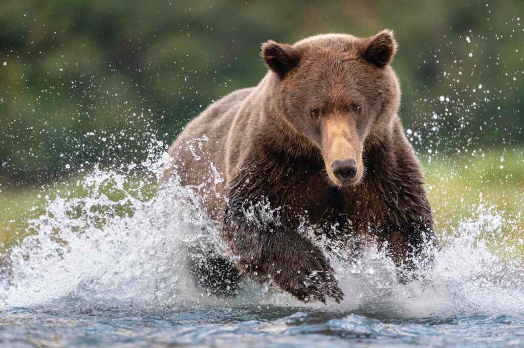A brown bear splashes through a river