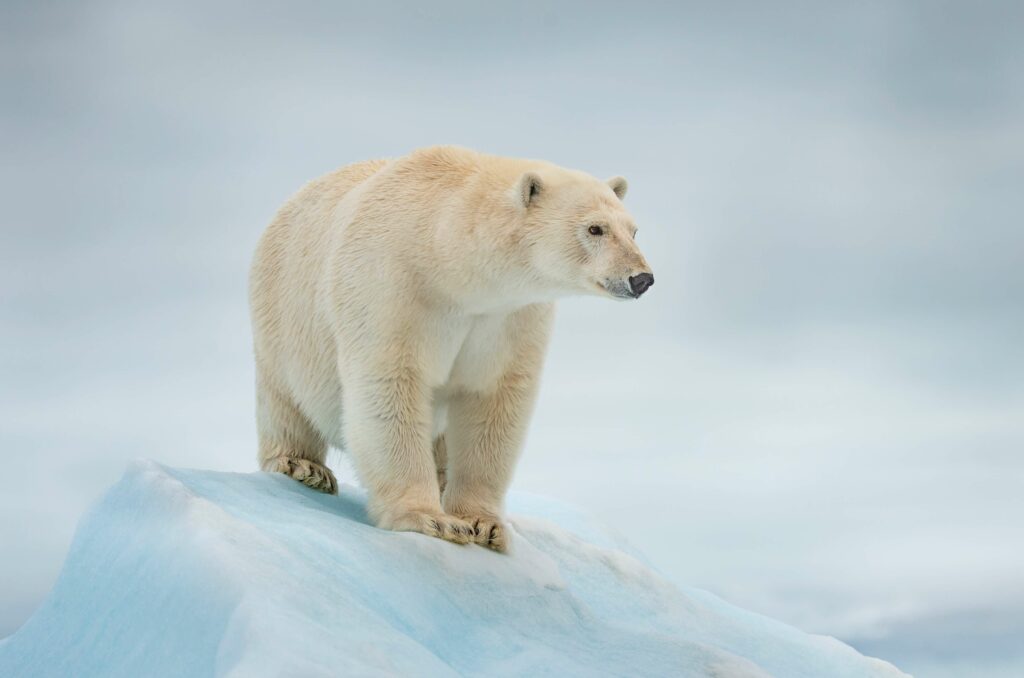 A polar bear stands on an iceberg