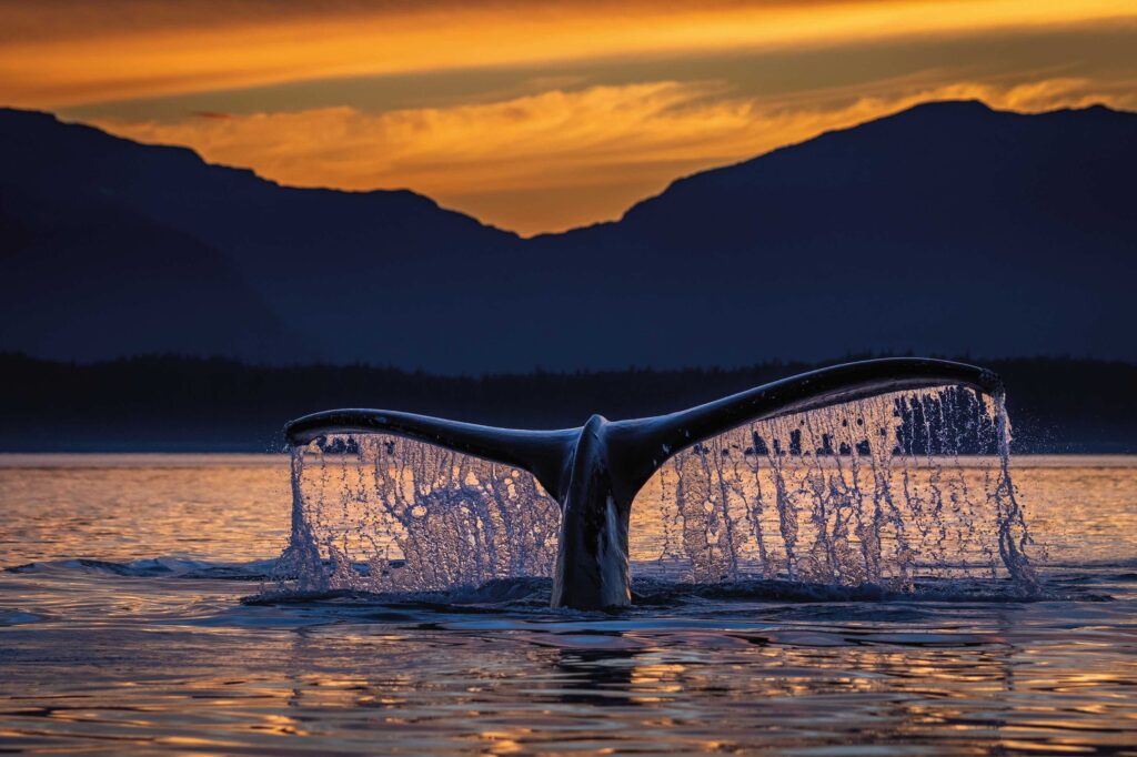 A humpback whale tail splashes out of the water in front of a striking sky