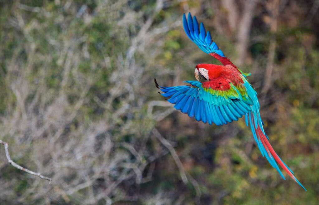 A red and green macaw flies through the Brazilian jungle