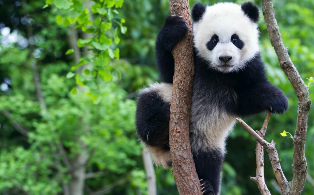 A young panda climbing a tree in China