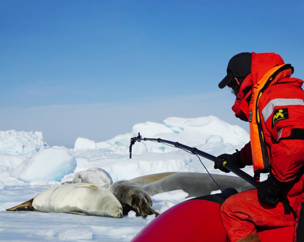 Prem holds a camera over some sleeping seals while trying not to wake them up