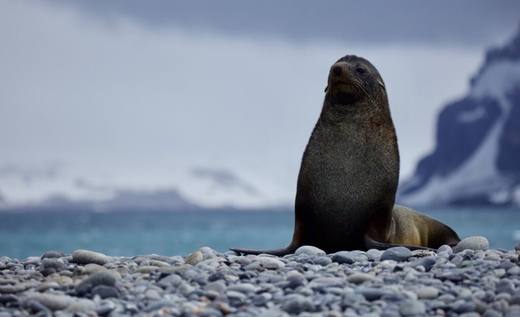 An Antarctic fur seal sits on a rocky beach