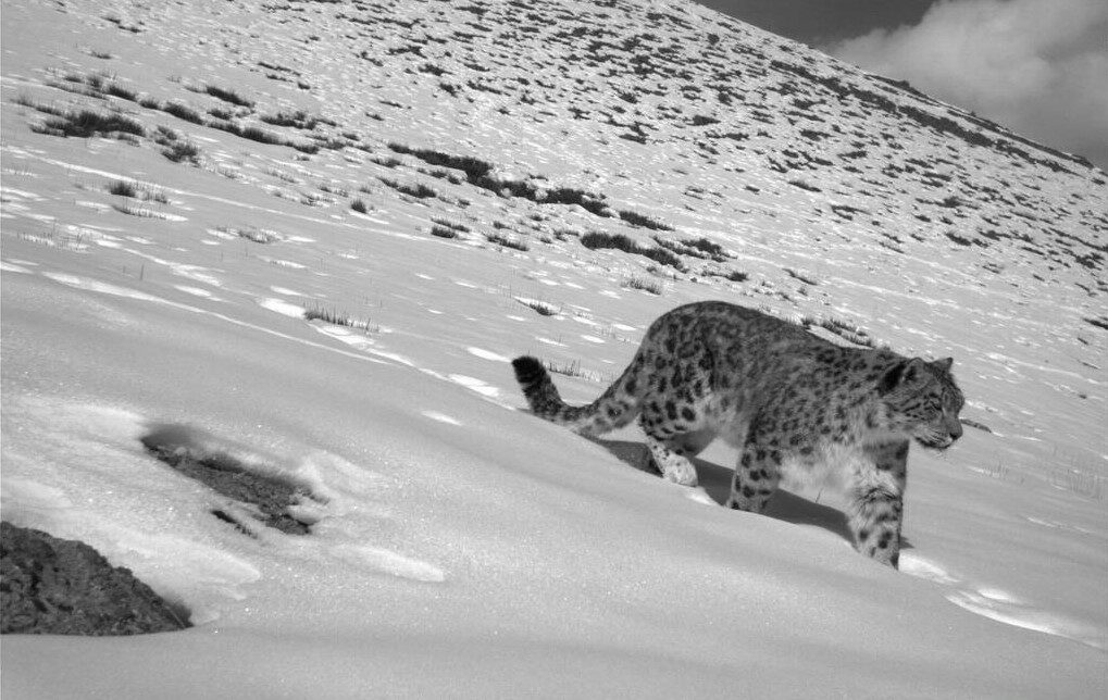 A snow leopard walks through a snowy mountain landscape