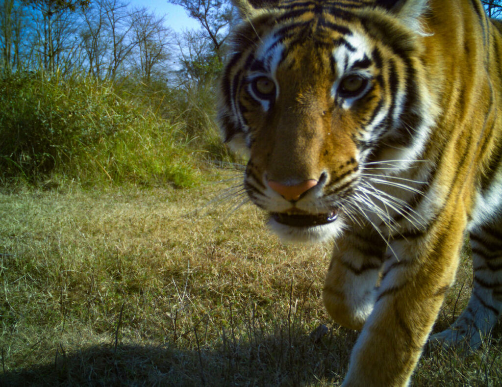 A bengal tiger photographed by a camera trap