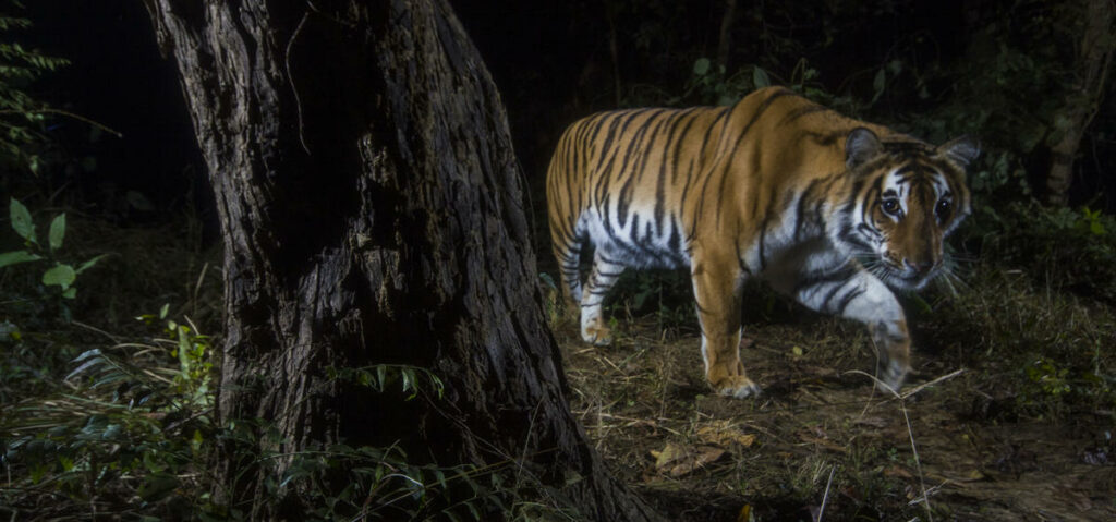 A tiger photographed with a camera trap in the Khata corridor in Nepal