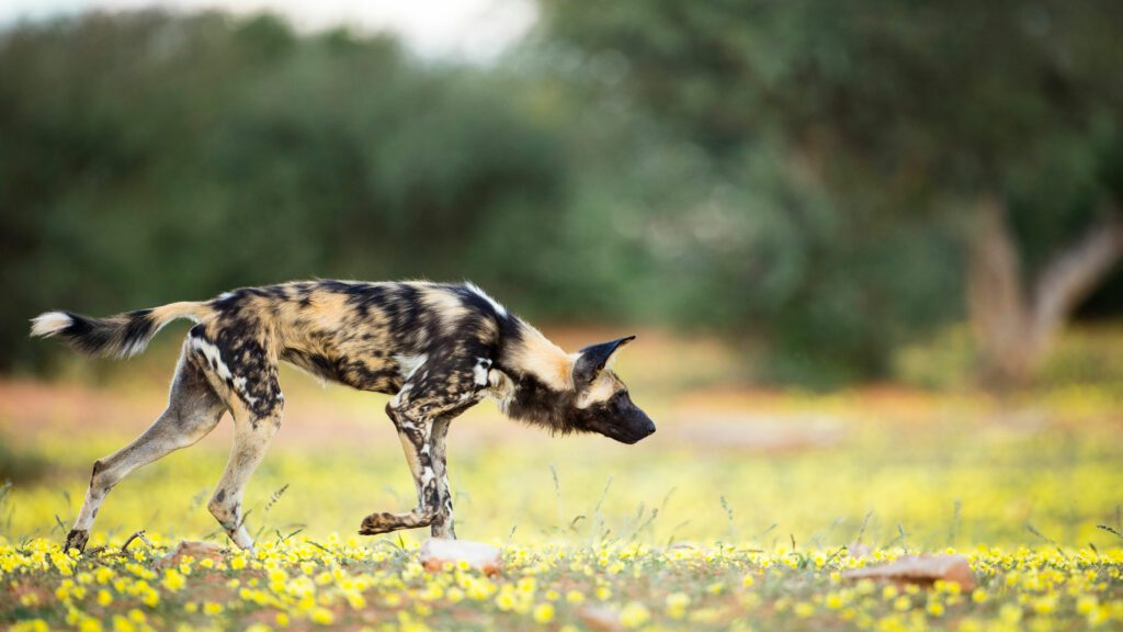 An African wild dog paces through yellow flowers in South Africa