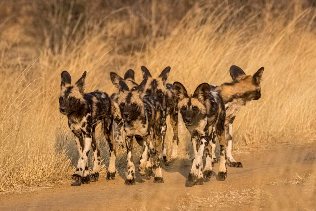 A litter of wild dog infants walk together through long grass