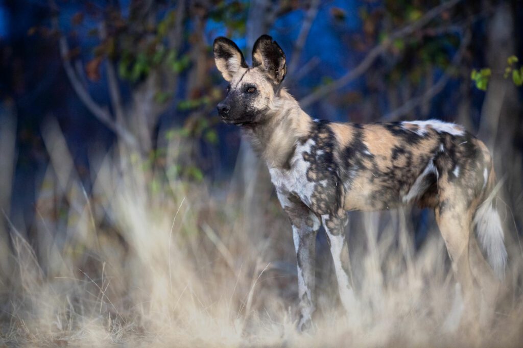 An African wild dog stand alert among long grass