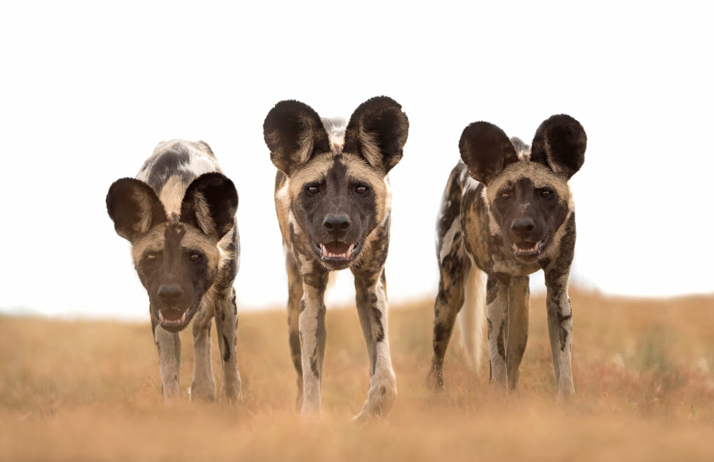 Three African wild dogs stare into the camera