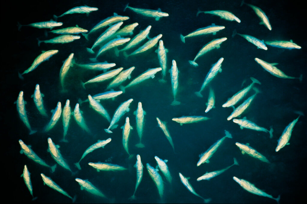 Dozens of beluga whales swim close to the surface of the sea