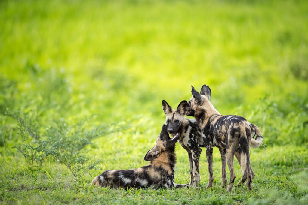 Three African wild dogs gather against a lush green backdrop