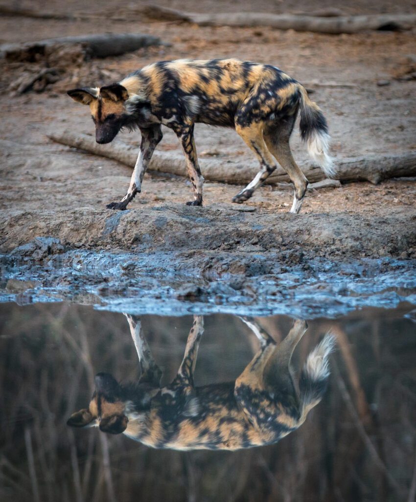 A wild dog catches its reflection in the water