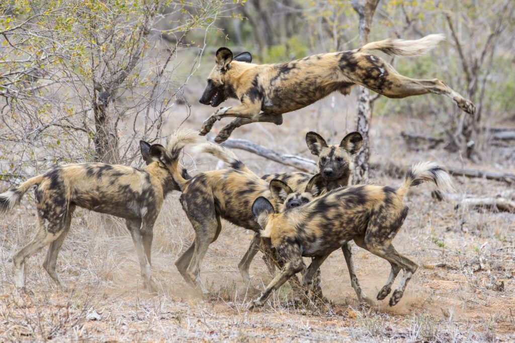 A group od African wild dogs play among trees in South Africa