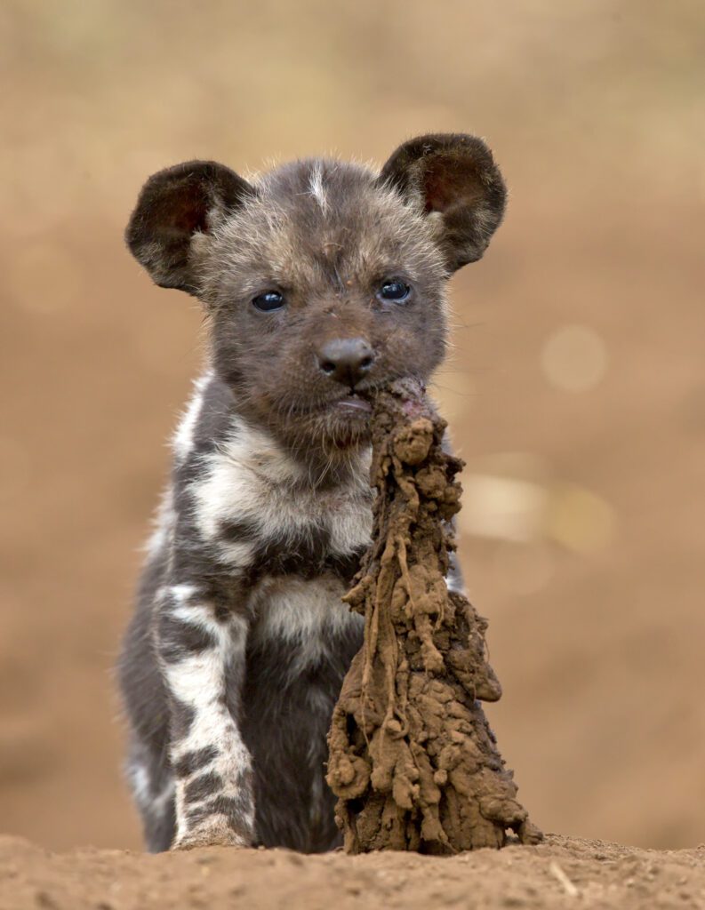 A juvenile African wild dog chews at a meal