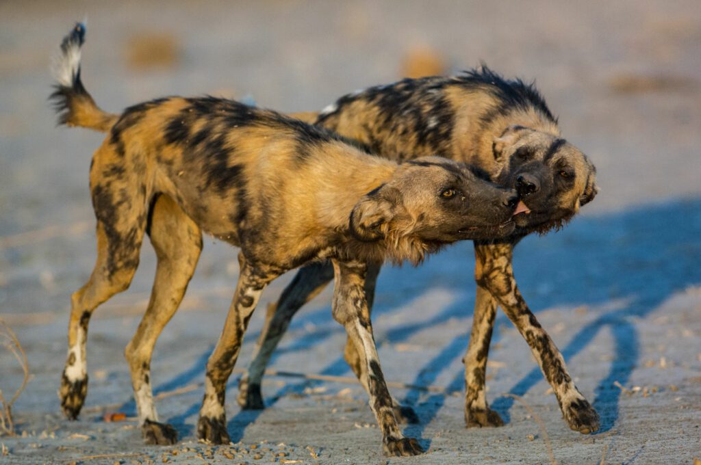 Two African wild dogs press their muzzles against each other