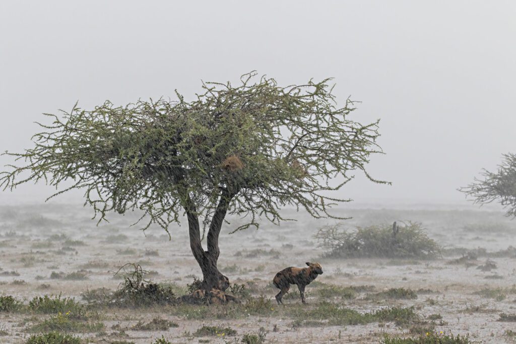 African wild dogs shelter from the rain under a tree