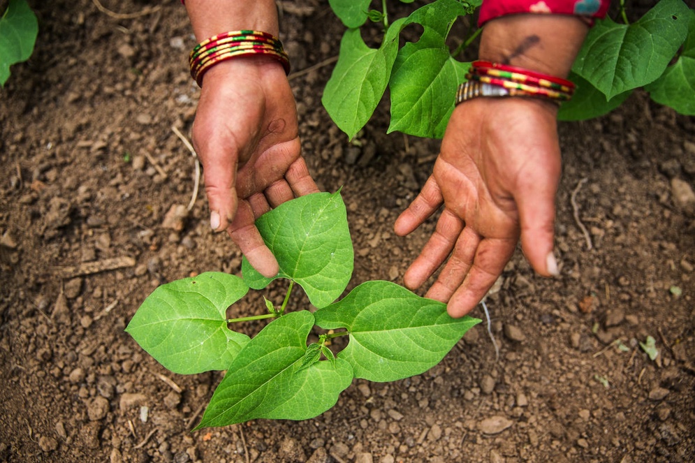 A woman tends to her bean plants in Nepal