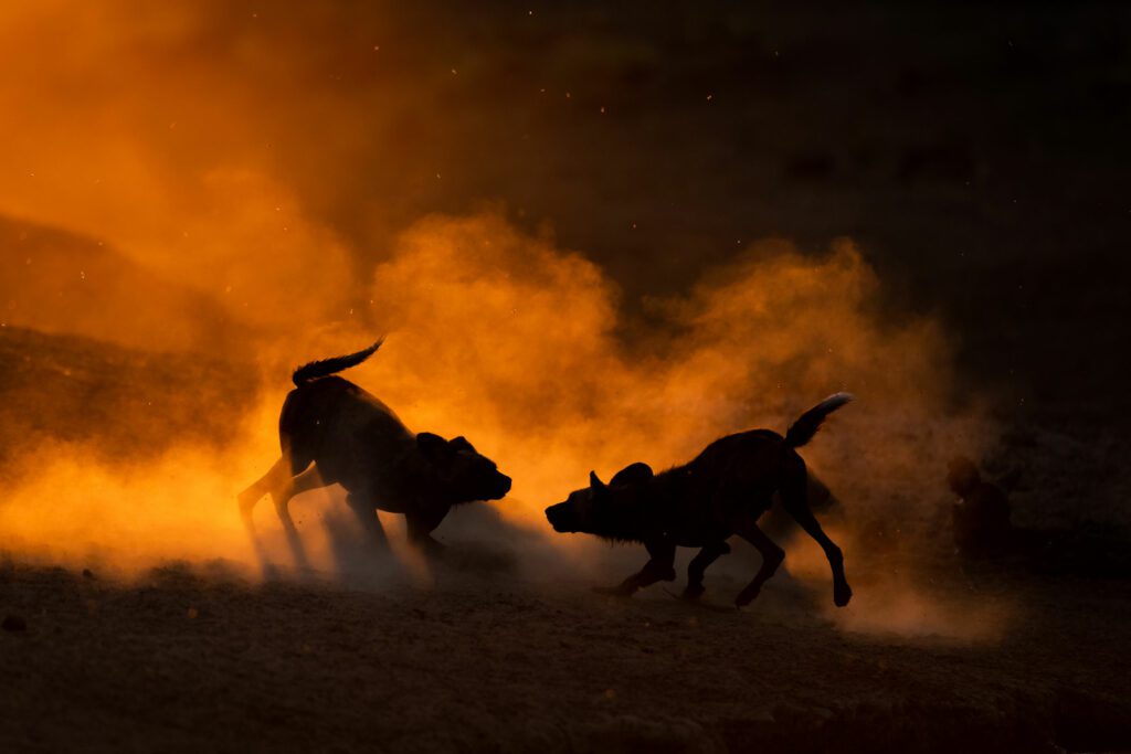 Two African wild dogs play fight in the dust against an orange sunset