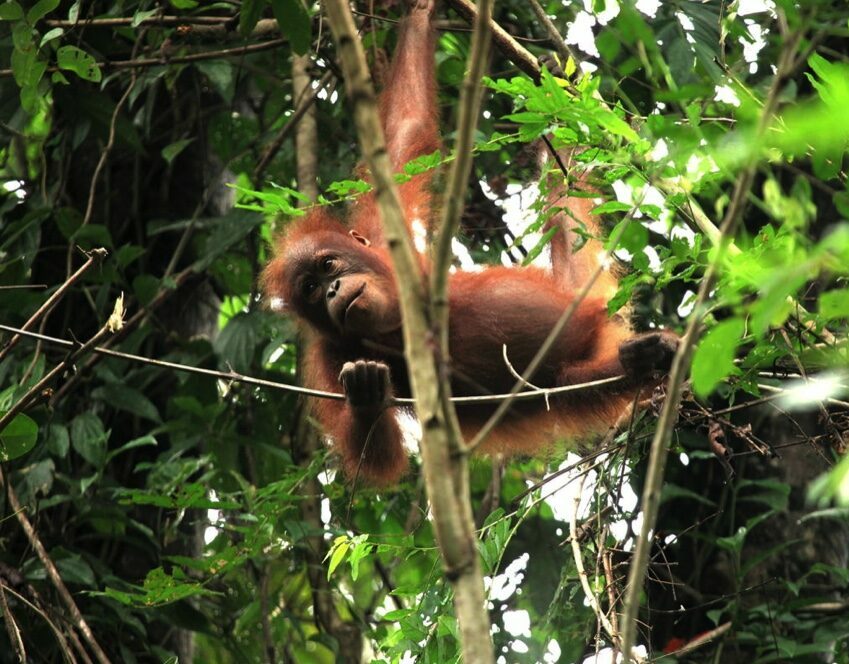 An orangutan climbs through the tress