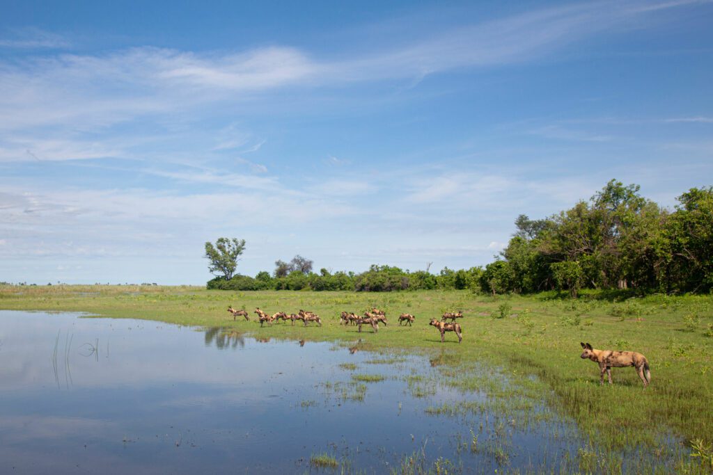 African wild dogs gather at the edge of the Linyanti river in Botswana