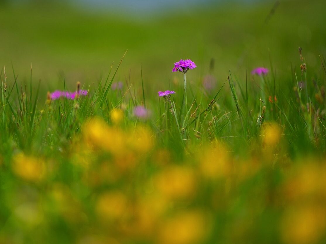 Birds-eye primrose in Ingleborough National Nature Reserve, Yorkshire