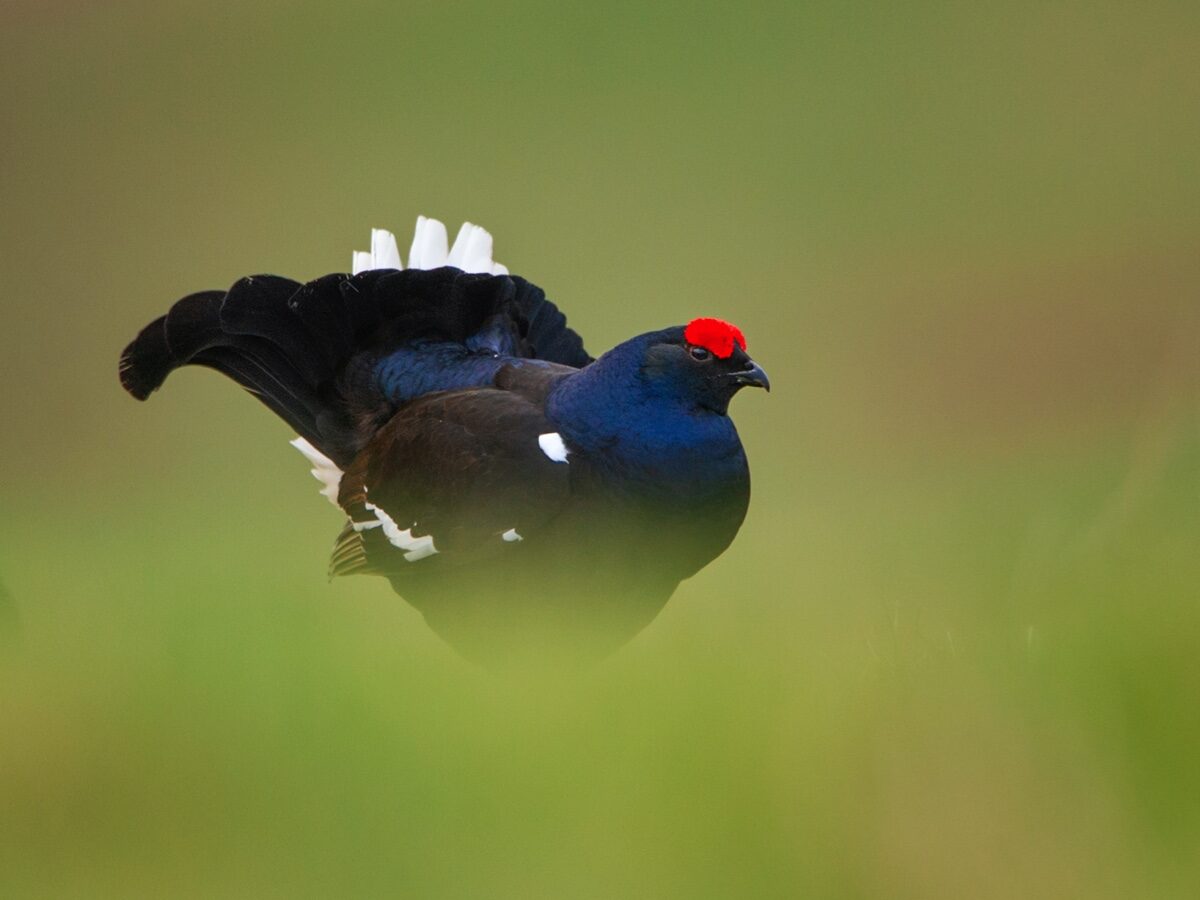 An adult male black grouse displaying on moorland