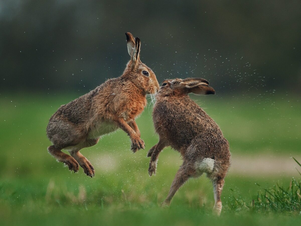 Two brown hares boxing