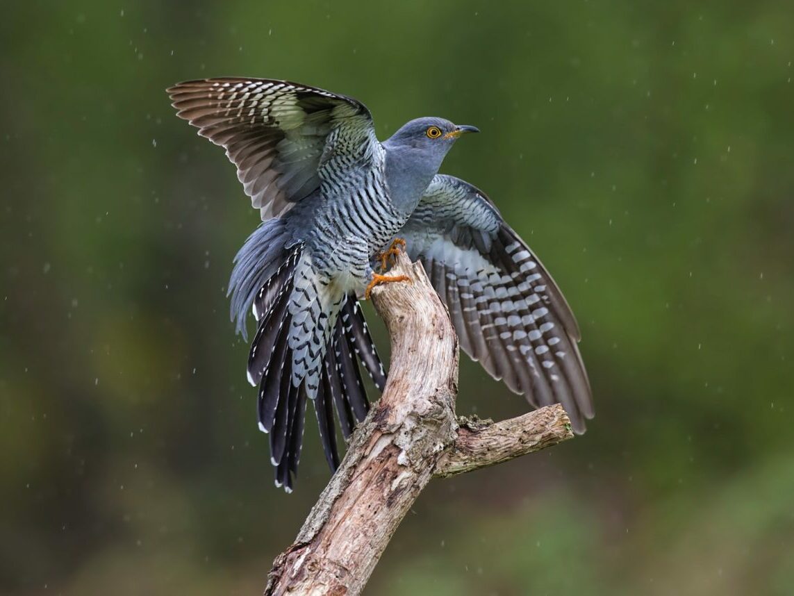 A cuckoo fans its wings and tail