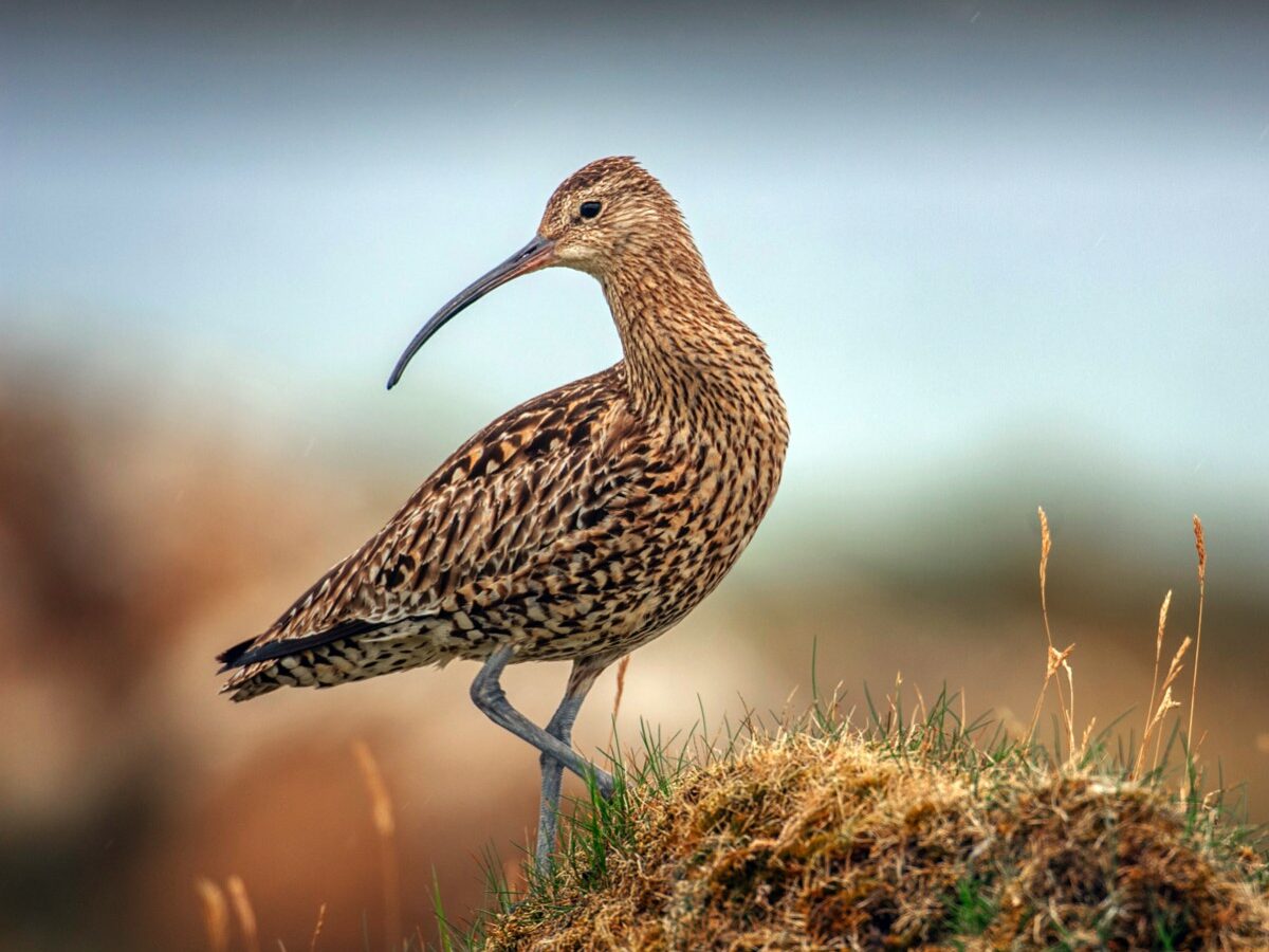 A curlew on a grassy mound