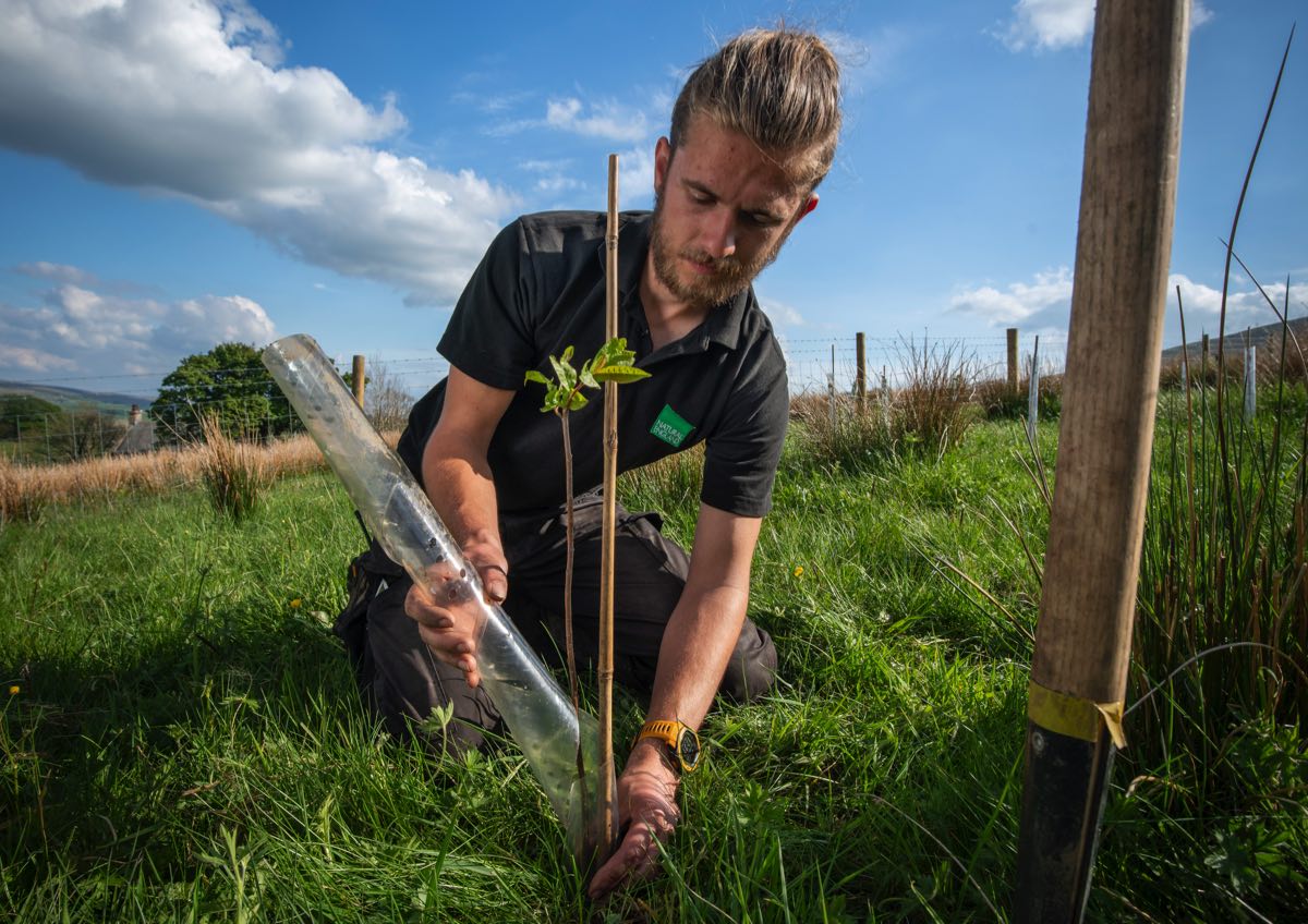 Frank Morgan of Natural England planting trees on one of the fenced off tree nurseries.