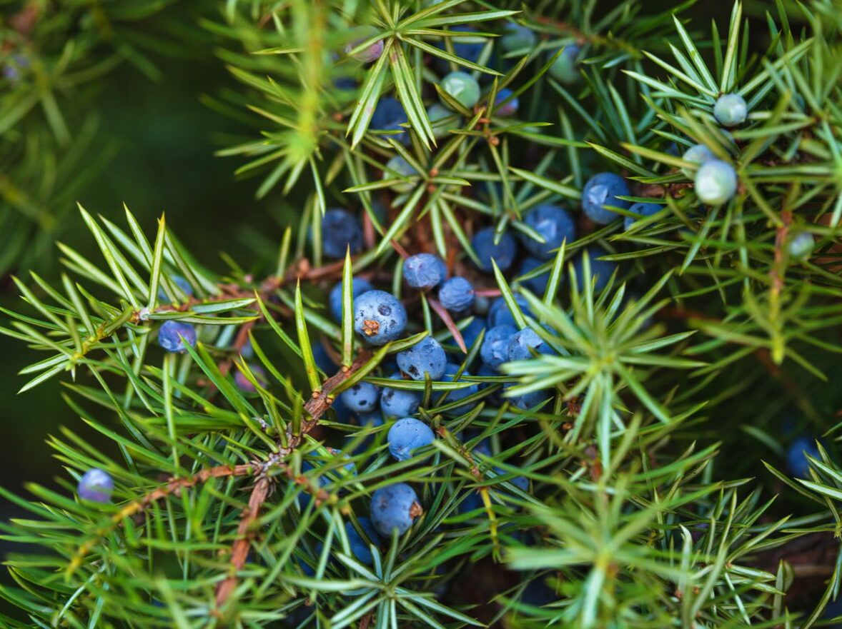 Juniper berries