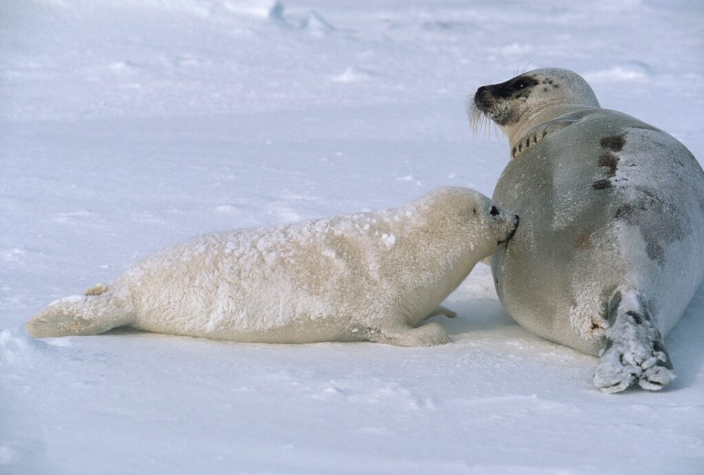 A harp seal pup and mother on the ice