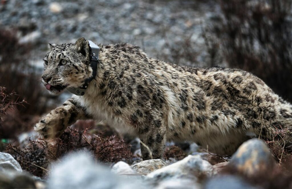 A collared snow leopard prowls across a mountain landscape