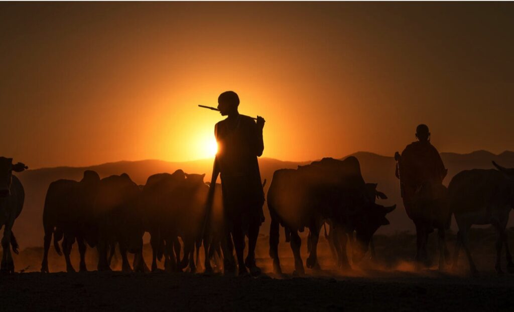 A kenyan herder guides their cattle back to an enclosure at sunset